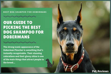 shampoo for doberman|best dog shampoo and conditioner.